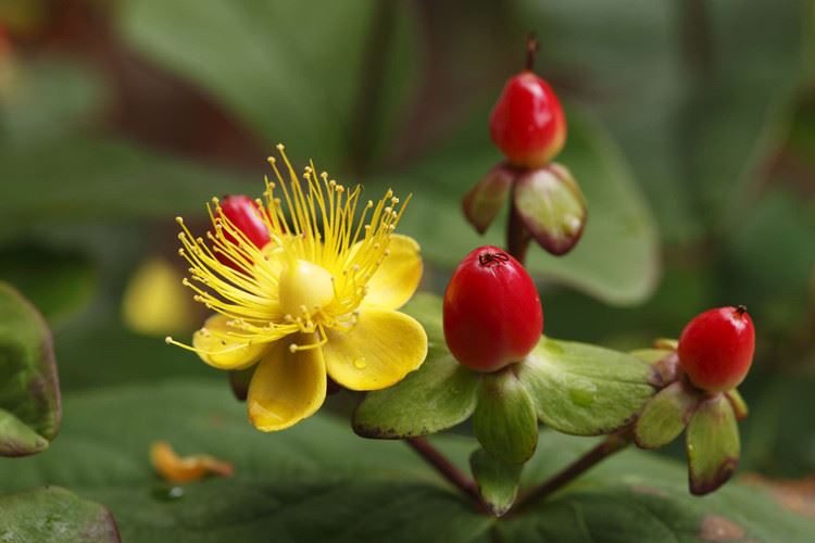 St. John's Wort-3