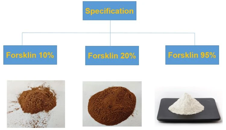The specification of Forskohlin