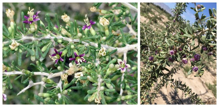 Black Goji Berry-Raw Material