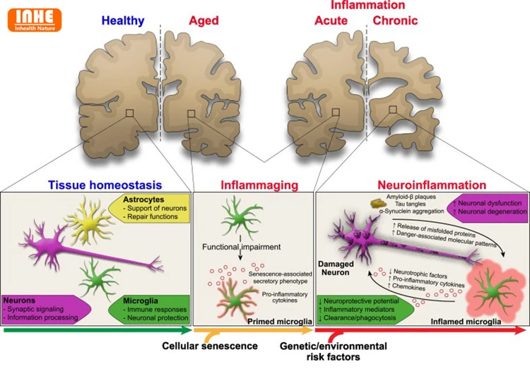 Neurodegenerative Diseases