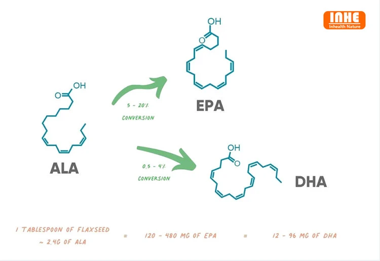 ALA conversion to DHA and EPA