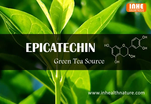 Epicatechin Green Tea Source