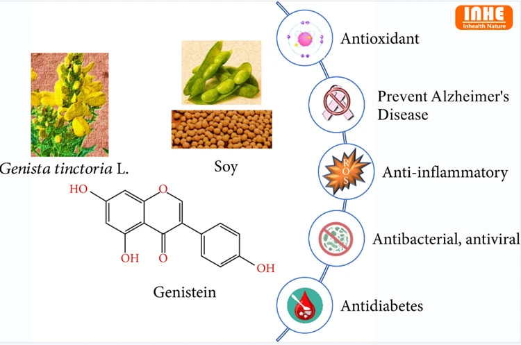 Benefits of Genistein 98% Powder