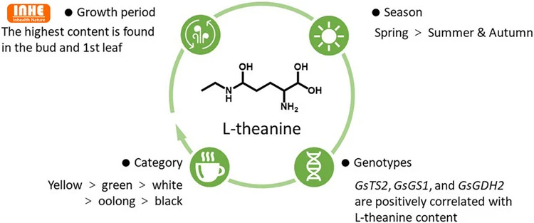 What is L-theanine What is L-theanine