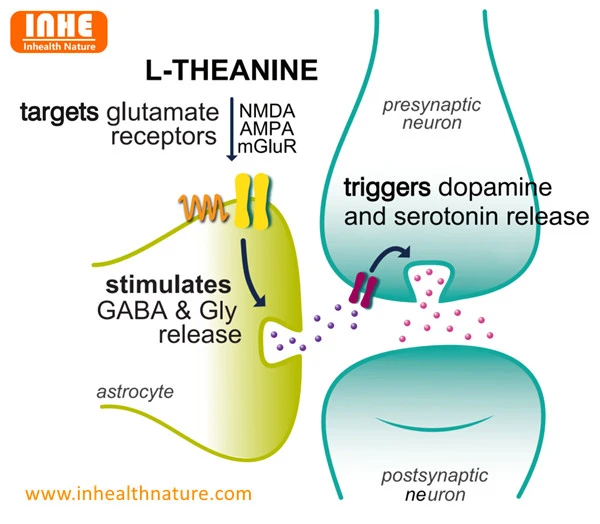 L-Theanine Stimulates Neurotransmitter Production L-Theanine Stimulates Neurotransmitter Production