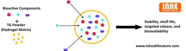 Advantages of Transglutaminase Powder Applied in Drugs