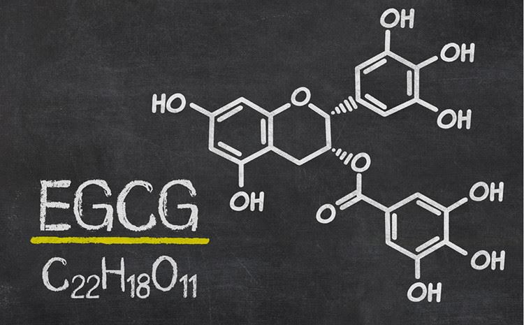 Bagaimana EGCG Membantu Anda Tetap Sehat?