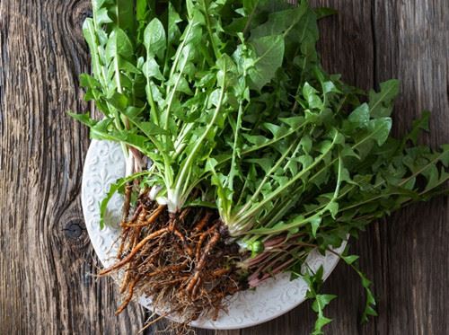 Apakah Bubuk Ekstrak Akar Dandelion Benar-Benar Layak?