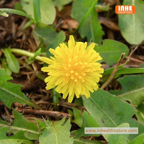 Apakah Bubuk Ekstrak Akar Dandelion Bekerja untuk Kulit?