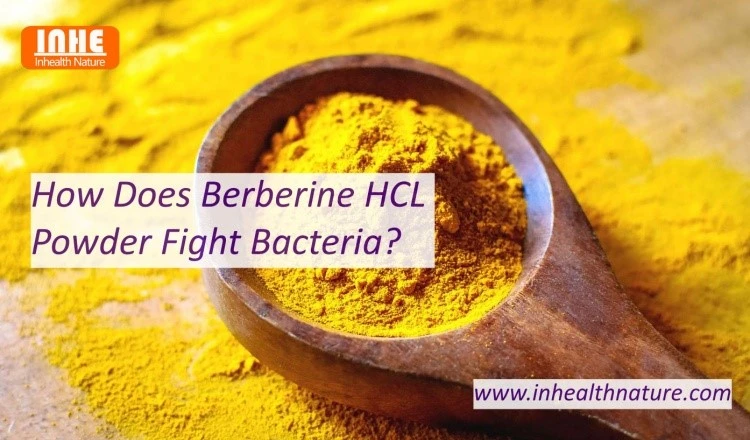 How Does Berberine HCL Powder Fight Bacteria How Does Berberine HCL Powder Fight Bacteria